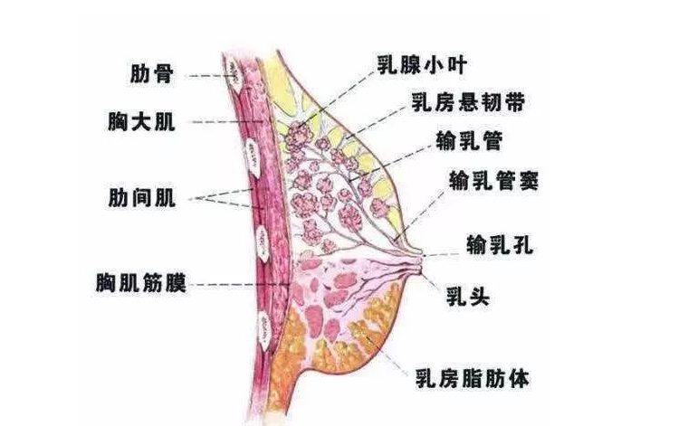 安徽池州母乳成分分析仪厂家：不懂乳房剖解原理的“通乳”就是耍流氓!